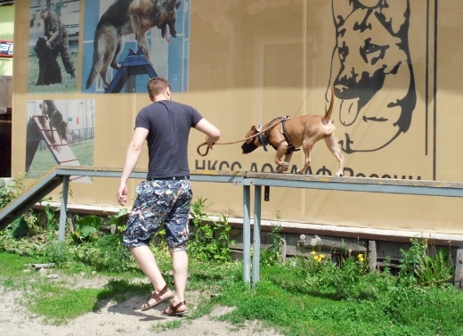 День сильных собак в Новосибирске