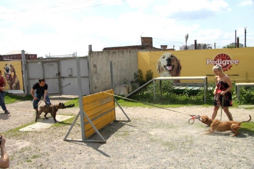 День сильных собак в Новосибирске