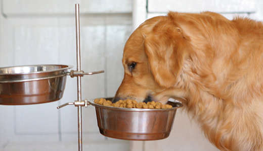 Как и чем кормить собаку