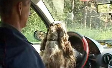 Удмуртия: Российская собака научилась водить автомобиль