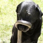 Австралия: Домашний пес принес домой добычу: ядовитую змею 1