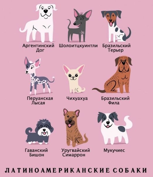 А Вы знаете какой национальности порода вашей собаки? 