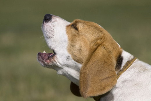 Итальянский мэр запретил собакам лаять во время сиесты
