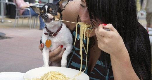 Собакам официально разрешили посещать рестораны Нью-Йорка
