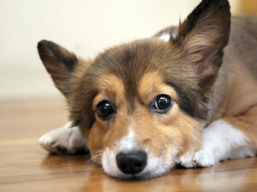 Ученый доказал, что собаки способны к сопереживанию