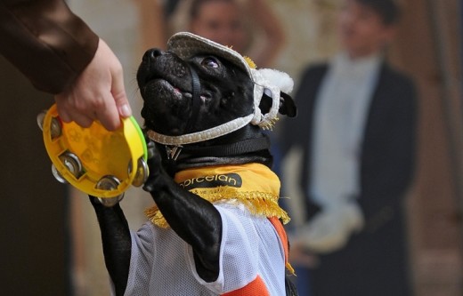 В Москве в июне пройдет чемпионат мира по танцам с собаками