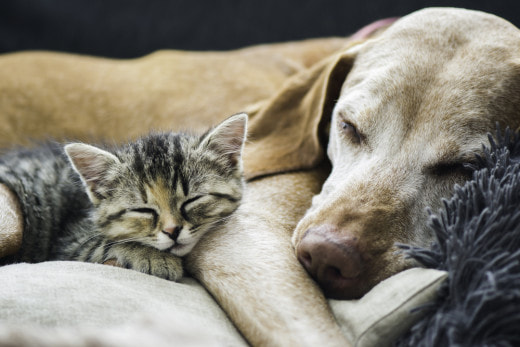 Ученые выяснили, кто больше любит своих хозяев: кошки или собаки