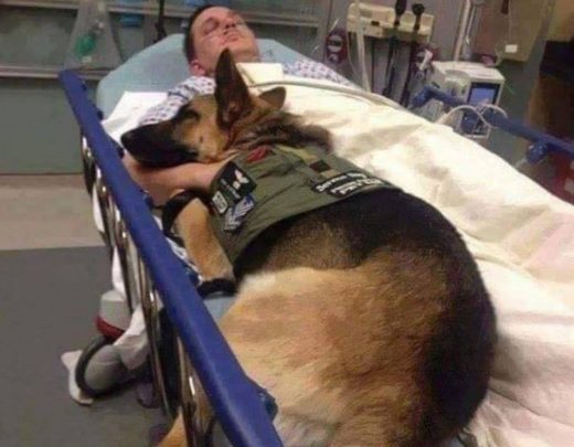 В США пёс отказался покидать больничную койку раненого солдата