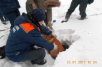 В Череповце спасатели достали из колодца собаку