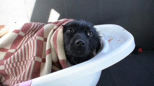 Жители Армавира спасли собаку, которая две недели провела на безлюдном островке посреди реки