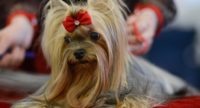 Международная выставка собак Champion Dog Show 2017 пройдет в столице