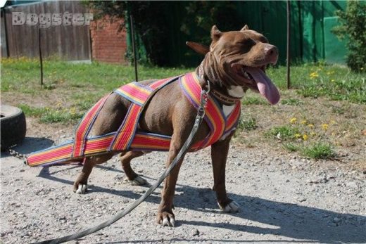 В Перми впервые пройдет чемпионат для собак-тяжелоатлетов