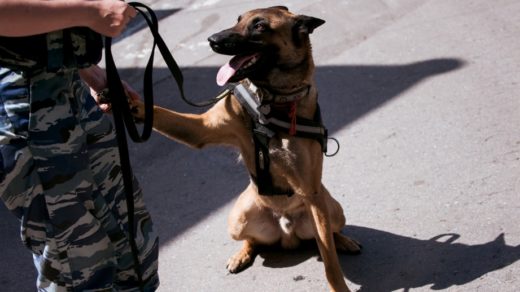 Метро Москвы обучит более 80 собак–поводырей