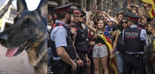 Испанских полицейских собак не пустили на мероприятие для животных в Каталонии