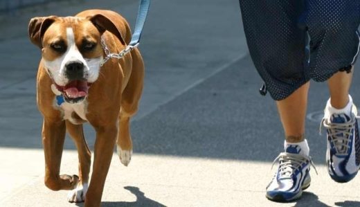 В Геленджике за выгулом собак следит специальная комиссия