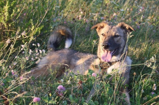 История удивительного животного: в Сызрани ищут хозяев для собаки, лишившейся лапы