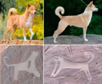 В Саудовской Аравии обнаружены древнейшие изображения собак