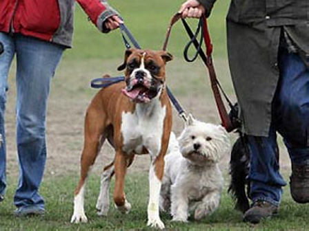 Пензенцы выгуливают собак на территории школьного поля