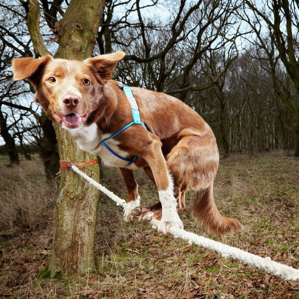 Пес из британского графства Норфолк признан самой быстрой собакой-канатоходцем в мире