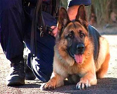 В США полицейских собак обвиняют в расизме