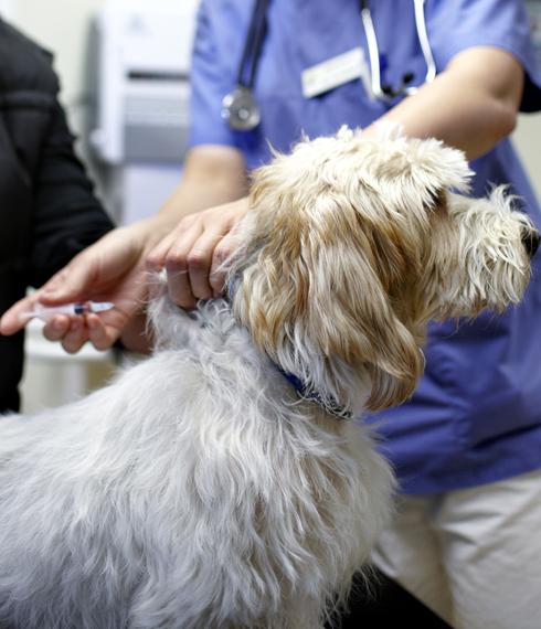 Саратовская область: Профилактическая вакцинация кошек и собак против бешенства