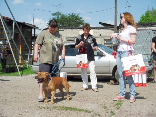 День сильных собак в Новосибирске
